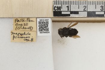 Media type: image;   Entomology 794924 Aspect: Labels